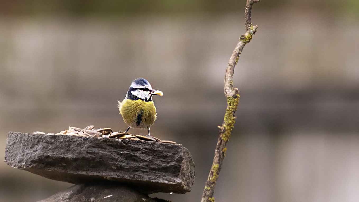 Eurasian Blue Tit